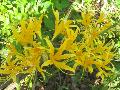 Golden Hurricane Lily / Lycoris africana 
